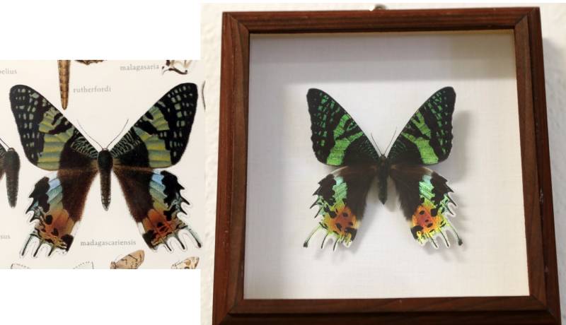 Crysiridia ripheus